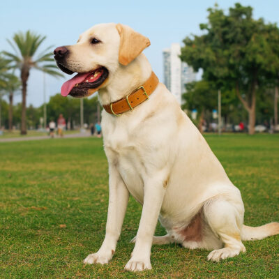 קולר לכלב מעור איכותי בצבע חום