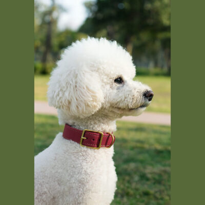 קולר לכלב מעור איכותי בצבע ורוד